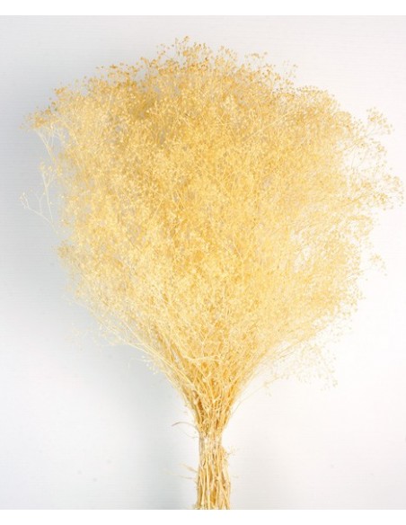 Gypsophila preservada mini Amarillo Suave 100g
