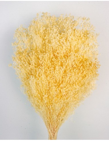 Brooms Preservado Amarillo Suave 100g