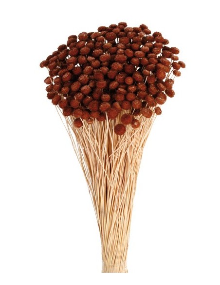 Amarelino Preservado Marrón Claro 45cm 120g