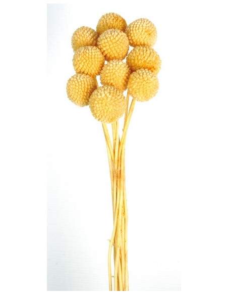 Craspedia Preservada Amarillo suave 10-11u