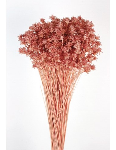 Hill Flower Color Cherry Bloosom 45cm...