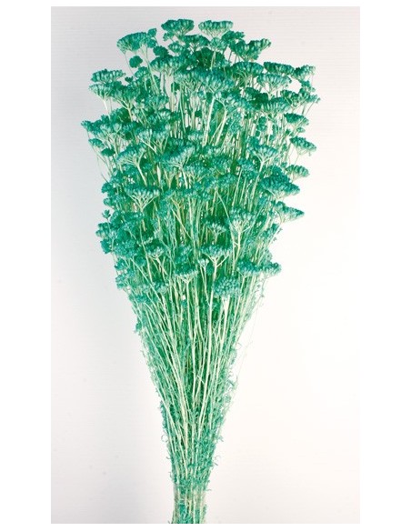 Achillea Silvestre Turquesa 150g