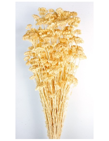 Achillea Silvestre Crema 150g