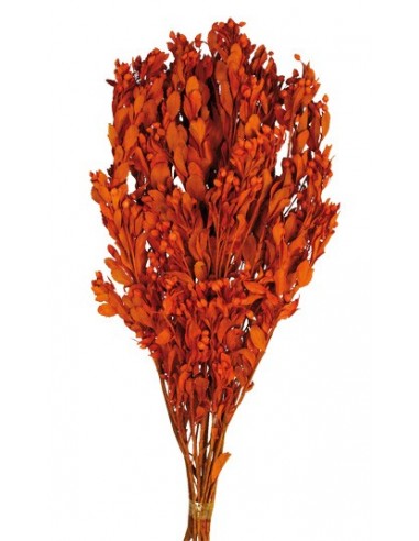 Alecrim  Naranja Ocre 60cm