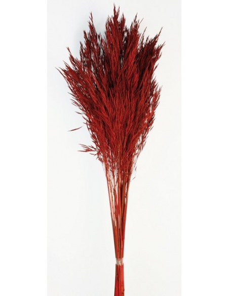 Andre Kise Coral 100cm