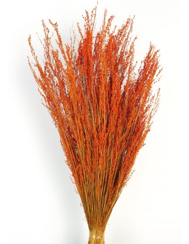 Star Grass Naranja Ocre 60cm 35g