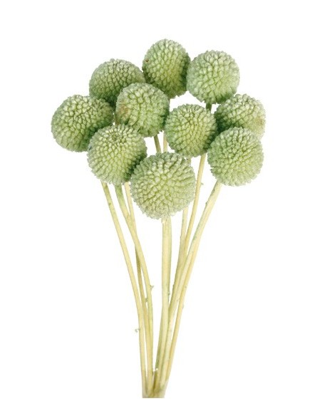 Craspedia Preservada Verde Agua