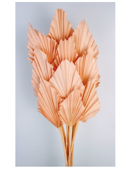 Palm Spear Salmón 50cm