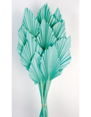 Palm Spear  Turquesa 50cm 8-10 pcs
