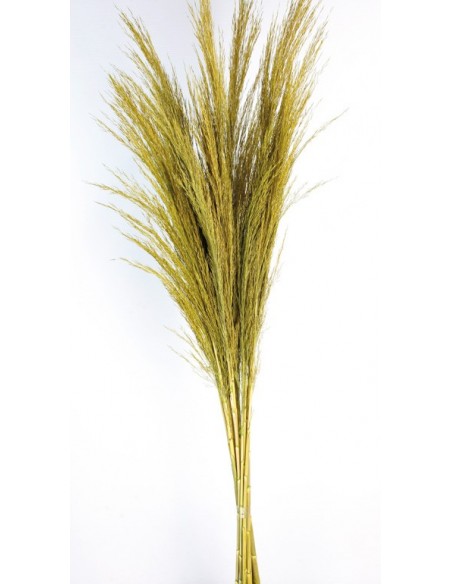 Caña Plumosa Verde 80cm