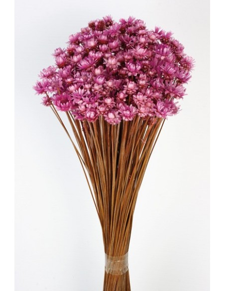 Glixia Gigante Rosa Oscuro 45cm