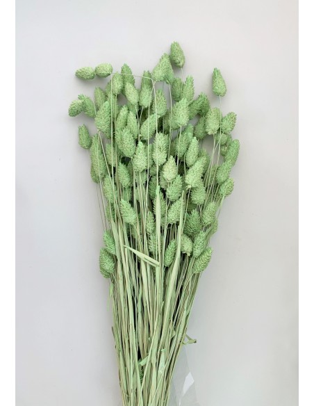 Phalaris Verde Aguacate 300g