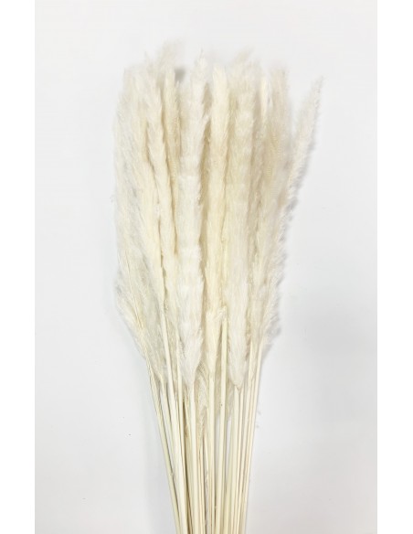 Pampa Grass Mini 80cm 25-30u