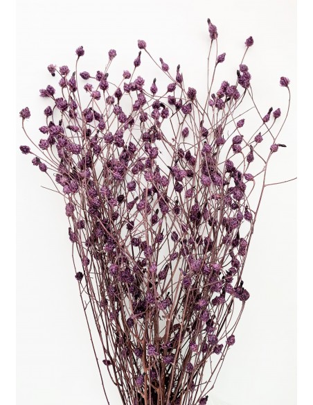 Zarcillo Morado 100cm