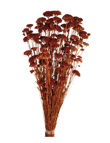 Achillea Silvestre Marrón 150g