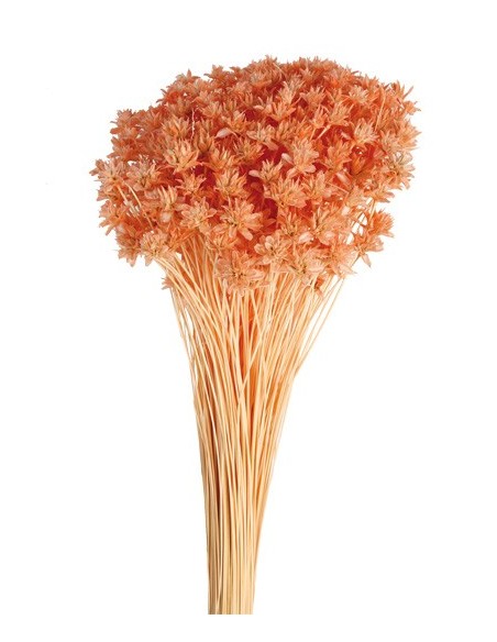 Hill Flower Color 45cm
