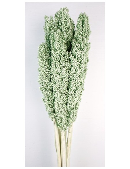 Sorghum 80/120cm Verde