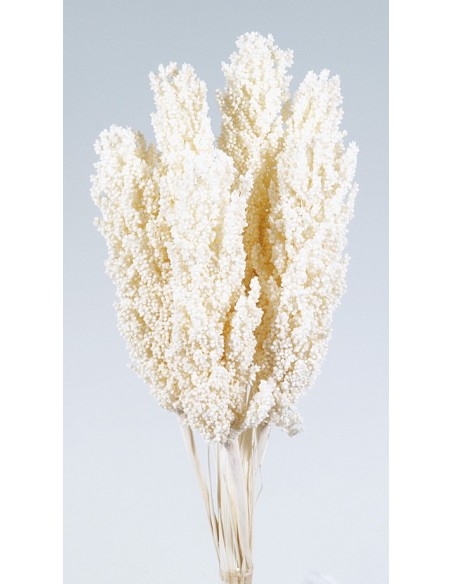 Sorghum 80/120cm Blanco