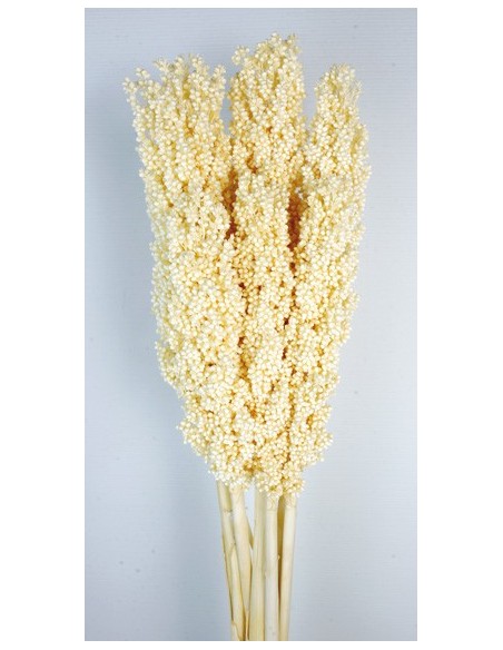 Sorghum 80/120cm Crema