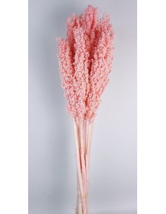 Sorghum 80/120cm Rosa Pastel