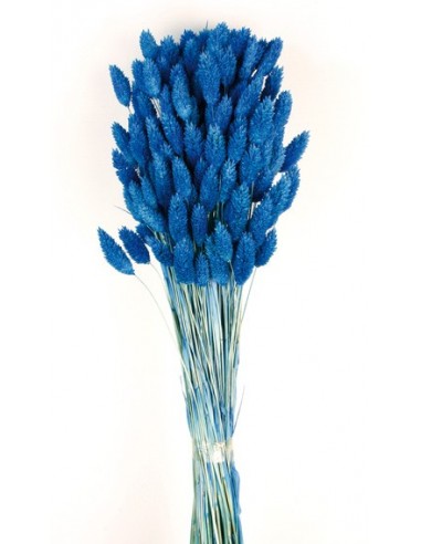Phalaris color Azul 80cm 150g