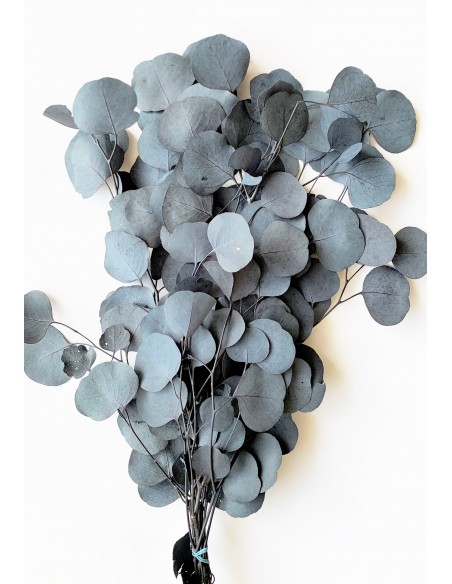 Eucalipto Populus Verde Azulado 150g