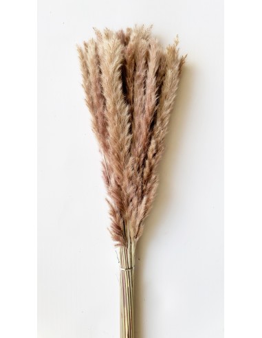 Plumero Reed Mini Natural 20u 70cm