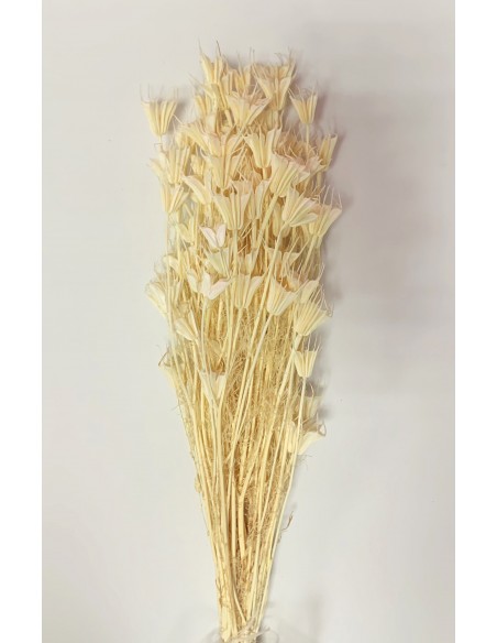 Nigella Oriental Marfil
