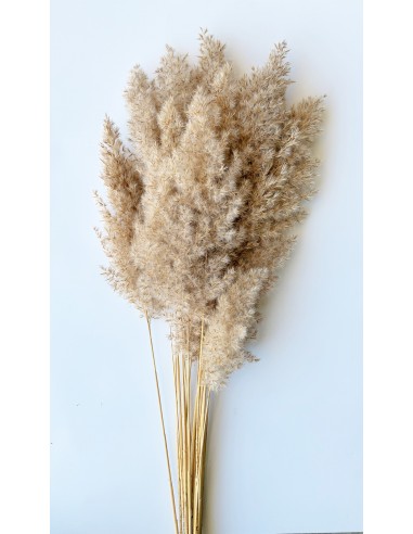 Cortaderia Selloana plumosa 80 -...