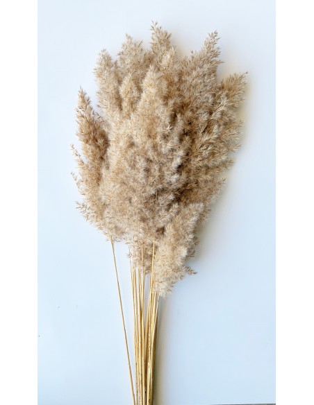 Cortaderia Selloana plumosa 80 - 100cm 5 UNIDADES
