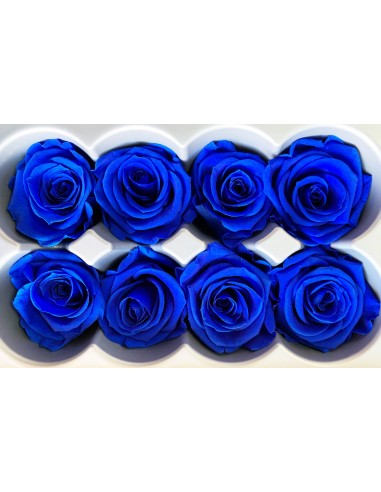Rosa Media x8 Azul Royal Ø 4,5-5 cm