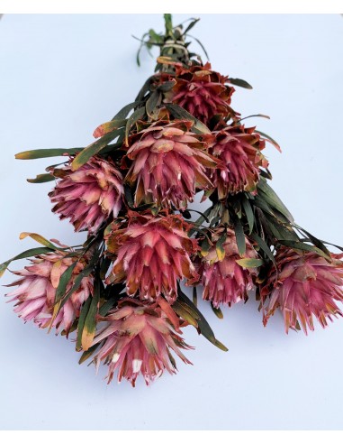 Plumosum Female Preservado Rosa de 7 a 10u de 5...