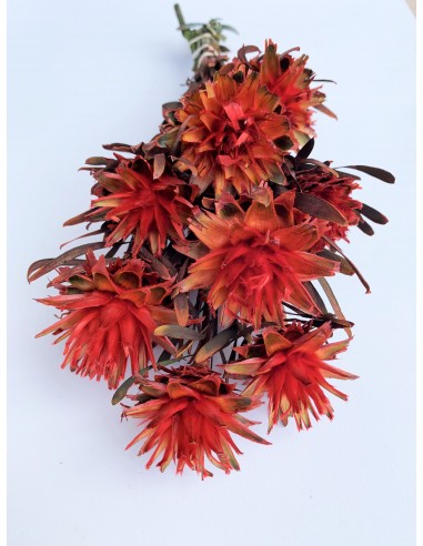 Plumosum Female Preservado Rojo Coral