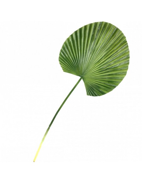 Hoja de Washingtonia verde claro