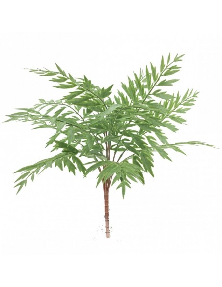 Mata Helecho silvestre