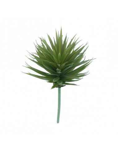 Planta succulenta