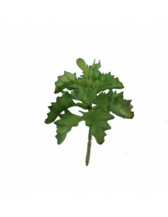 Planta Crasa Crasulacea