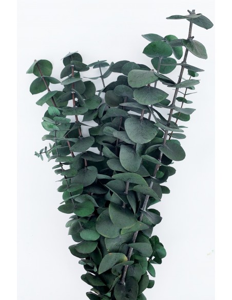 Eucalipto True Blue Verde
