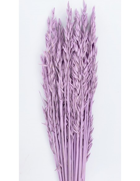 Avena Sativa Lila Vintage