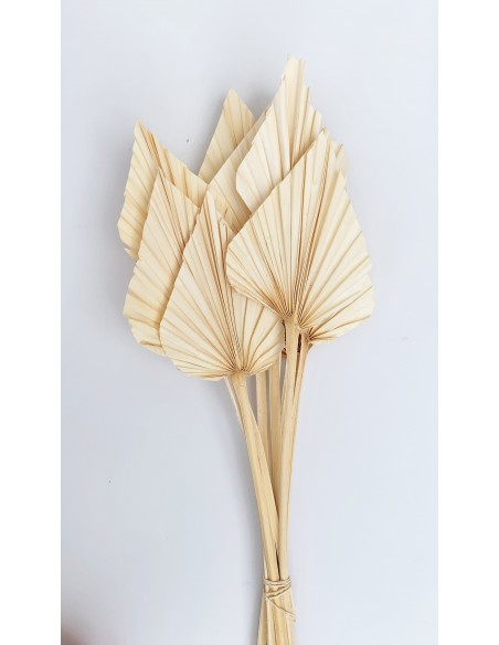 Palm Spear  Crema 50cm 8-10 pcs
