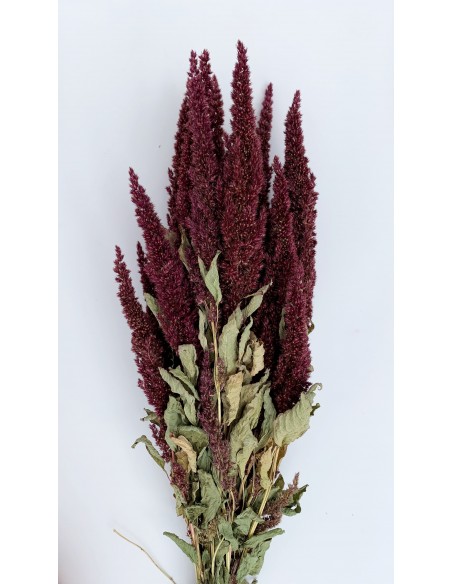 Amaranthus Recto Natural Red