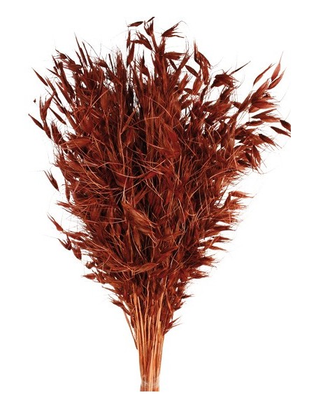 Avena Salvaje Marrón 80cm