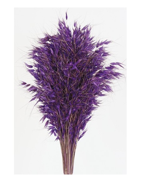 Avena Salvaje Morada 150g