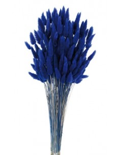 Lagurus Azul