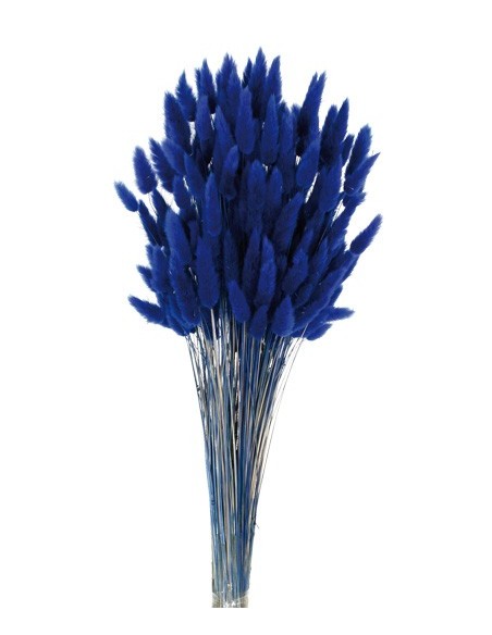 Lagurus Azul