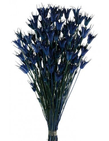 Nigella Orientalis Azul 50cm