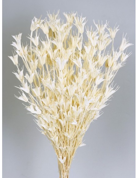 Nigella Oriental Crema 50cm