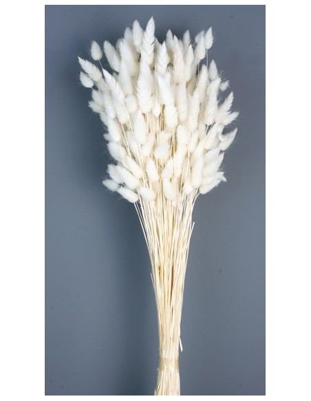 Lagurus / Bunny tails Blanco 70g