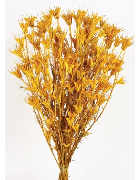 Nigella Oriental Amarilla