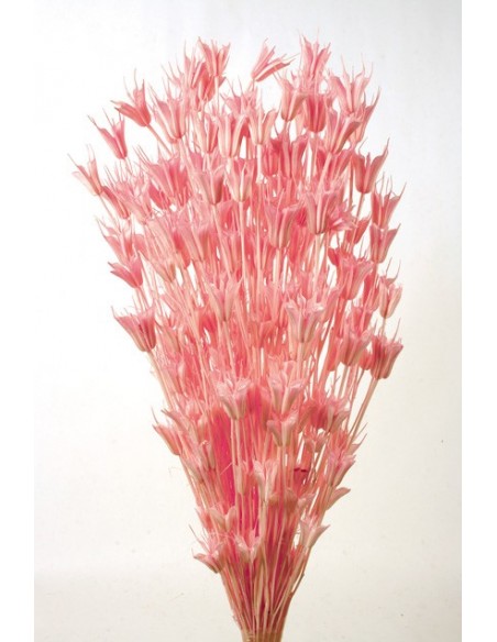 Nigella Oriental Rosa Pastel